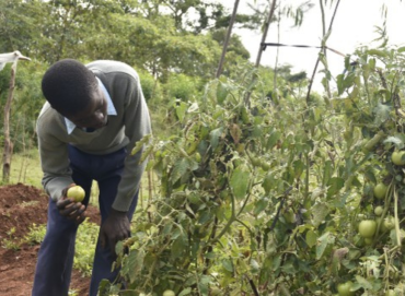 Technology and Innovation Driving Young Farmers' Engagement in Agriculture-Akoko Comprehensive School