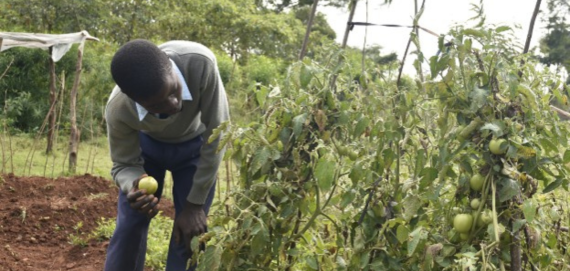 Technology and Innovation Driving Young Farmers' Engagement in Agriculture-Akoko Comprehensive School
