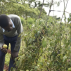 Technology and Innovation Driving Young Farmers' Engagement in Agriculture-Akoko Comprehensive School