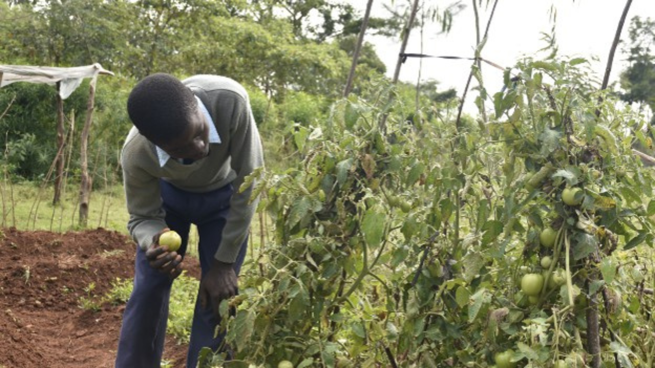 Technology and Innovation Driving Young Farmers' Engagement in Agriculture-Akoko Comprehensive School